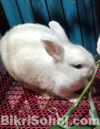 Netherland dwarf hotot rabbit bunny